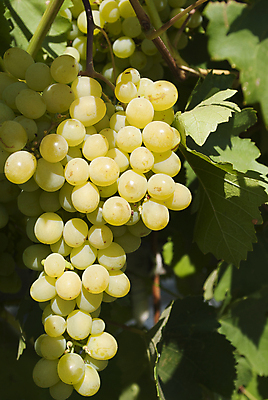 포토 JPG 해외이미지 계절 잎 밭 농업 과일 자연 포도 사람없음 초록색 여름 햇빛 태양 노란색 맑음 수확 성장 흰색 나뭇가지 시골 투명 닫기 다발 묘사 원예 포도밭 포도나무 내추럴 강렬 숙성 양조장 많음 해외202004 해외포토 자연요소 나무 식물 산업 컬러 컨셉 모션 날씨 취미 과일나무 생태계 파일형식 이미지허브