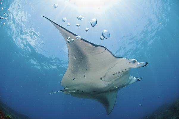 포토 JPG 해외이미지 사람없음 수중 거품 암초 해외202004 해외포토 파일형식 이미지허브