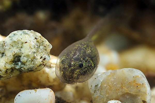 포토 JPG 해외이미지 유럽 야생동물 자연 생물 양서류 사람없음 초록색 물 수중 올챙이 해외202004 해외포토 자연요소 동물 나라 컬러 생태계 파일형식 이미지허브