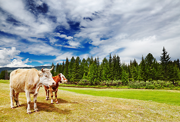 포토 JPG 해외이미지 주간 풍경 사람없음 야외 농경지 맑음 가축 목장 시골 소 방목 송아지 해외202004 해외포토 자연요소 동물 새끼 포유류 날씨 농장 축산업 파일형식 이미지허브