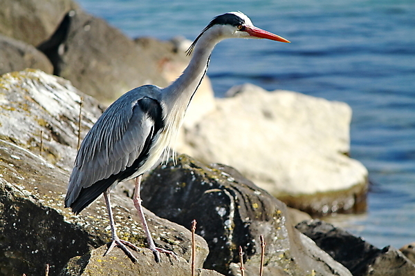 포토 JPG 해외이미지 나무 동물 호수 야생동물 캐나다 자연 조류 낚시 어업 앉기 사람없음 야외 물 여름 파란색 강 반사 환경 흰색 기다림 습지 큼 왜가리 사냥꾼 목 북쪽 서식지 플로리다 해외202004 해외포토 자연요소 식물 직업 계절 산업 컬러 북아메리카 모션 레저 신체부위 미국 크기 방향 생태계 파일형식 이미지허브