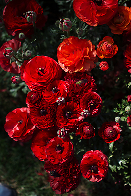 포토 JPG 해외이미지 식물 디자인 계절 공원 꽃잎 꽃 행복 유럽 꽃다발 백그라운드 꽃무늬 밭 자연 추상 선물 사랑 미술 사람없음 야외 장식 초록색 컬러풀 정원 봄 활발 튤립 벚꽃 침대 인사 신선 개화 4월 5월 다발 꽃집 강렬 구성 인공 해외202004 해외포토 공공시설 감정 나라 컬러 가구 컨셉 무늬 농업 문화예술 상점 예절 날짜 생태계 파일형식 이미지허브