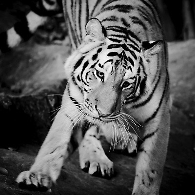 포토 JPG 해외이미지 동물 시선 아시아 얼굴 야생동물 백그라운드 오렌지 포유류 아프리카 털 동양인 사람없음 반사 머리 고양이 줄무늬 프랑스 분노 흰색 표현 호랑이 닫기 위험 사파리 흰배경 육식동물 사냥꾼 표범 시베리아 해외202004 해외포토 직업 감정 유럽 나라 컬러 컨셉 무늬 과일 모션 인종 신체부위 반려동물 파일형식 이미지허브