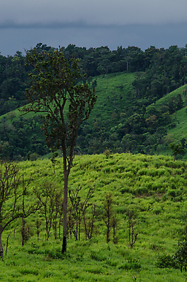 포토 JPG 해외이미지 나무 식물 아시아 도로 여행 백그라운드 낙엽 잎 자연 아침 산 풍경 사람없음 야외 초록색 여름 태양 환경 침묵 트래킹 안개 성장 시골 소나무 숲 뿌리 장면 지역 굴곡 방법 파라다이스 해외202004 해외포토 주간 자연요소 계절 나라 길 컬러 교통시설 레저 날씨 소리 생태계 파일형식 이미지허브