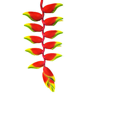 포토 JPG 해외이미지 식물 공원 꽃 여행 백그라운드 자국 자연 조류 휴가 열대 손바닥 풍경 사람없음 야외 빨간색 초록색 벚꽃 흰색 숲 열대우림 묘사 하와이 장면 태평양 강렬 고립 이국적 집게발 파라다이스 해외202004 해외포토 동물 손 공공시설 바다 컬러 미국 생태계 파일형식 이미지허브