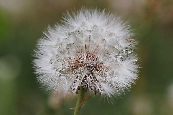 포토 JPG 해외이미지 식물 꽃 줄기 백그라운드 자연 씨앗 잔디 사람없음 야외 초록색 빛 머리 성장 벚꽃 흰색 시골 민들레 오브젝트 싱글 심플 솜털 여의주 해외202004 해외포토 컬러 신체부위 생태계 파일형식 이미지허브
