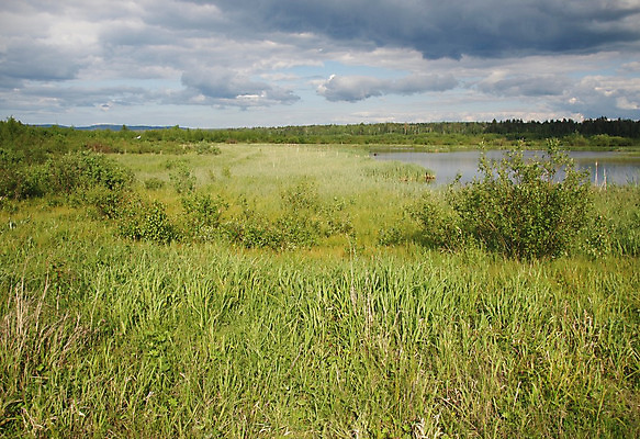 포토 JPG 해외이미지 나무 식물 구름 계절 꽃 호수 밭 자연 하늘 털 풍경 사람없음 목재 초록색 여름 파란색 흰색 숲 버드나무 러시아 자작나무 해외202004 해외포토 자연요소 유럽 컬러 농업 재료 생태계 파일형식 이미지허브
