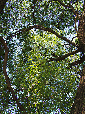 포토 JPG 해외이미지 주간 나무 자연 풍경 사람없음 야외 목재 가로 환경 황무지 숲 큼 눈금 치수 나무껍질 침엽수 거인 내추럴 삼림지대 해외202004 해외포토 자연요소 식물 재료 껍질 크기 생태계 파일형식 이미지허브