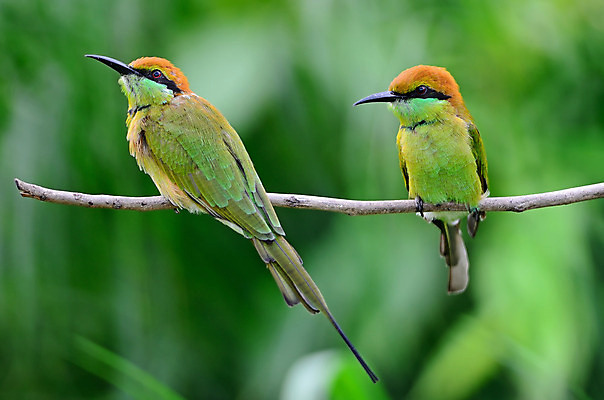 포토 JPG 해외이미지 동물 야생동물 태국 자연 조류 휴식 앉기 사람없음 초록색 파란색 컬러풀 벌 해외202004 해외포토 아시아 컬러 곤충 컨셉 모션 생태계 파일형식 이미지허브