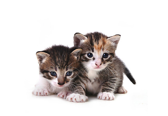 포토 JPG 해외이미지 동물 백그라운드 장난 가정 포옹 수염 털 앉기 사람없음 반려동물 귀여움 고양이 줄무늬 흰색 표현 호기심 꼬리 고립 유래 집게발 해외202004 해외포토 감정 컬러 컨셉 무늬 포유류 안기 모션 파일형식 이미지허브