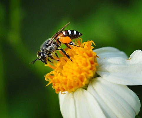 포토 JPG 해외이미지 식물 동물 계절 공원 꽃잎 꽃 곤충 백그라운드 자연 사람없음 초록색 노란색 정원 봄 활발 벚꽃 흰색 수분 꿀 해외202004 해외포토 공공시설 컬러 컨셉 생태계 파일형식 이미지허브