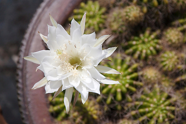 포토 JPG 해외이미지 식물 공원 꽃 여행 자연 선인장 건조 사람없음 야외 장식 우주 정원 흰색 개화 가시 날카로움 꽃가루 동쪽 남쪽 해외202004 해외포토 공공시설 컬러 가루 방향 생태계 파일형식 이미지허브