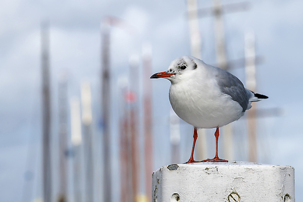 포토 JPG 해외이미지 동물 오렌지 발 자연 갈매기 조류 서기 앉기 사람없음 야외 빨간색 파란색 항구 회색 흰색 깃털 네덜란드 포트 내추럴 동물상 해외202004 해외포토 유럽 컬러 과일 교통시설 모션 신체부위 조형물 생태계 파일형식 이미지허브