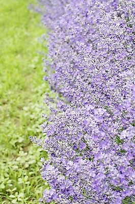 포토 JPG 해외이미지 식물 꽃 백그라운드 꽃무늬 자연 풍경 사람없음 여름 정원 보라색 벚꽃 시골 개화 허브 제비꽃 향기 아로마테라피 라벤더 내추럴 프로방스 해외202004 해외포토 계절 컬러 무늬 생태계 냄새 테라피 파일형식 이미지허브