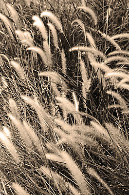 포토 JPG 해외이미지 식물 밭 자연 따뜻함 사람없음 불기 내추럴 해외202004 해외포토 농업 모션 생태계 파일형식 이미지허브