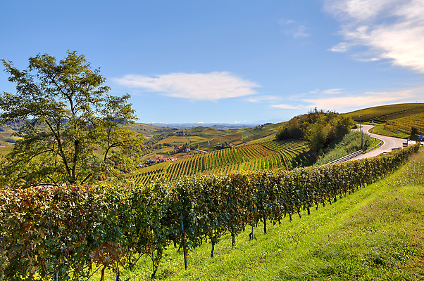 포토 JPG 해외이미지 계절 유럽 도로 여행 단풍 밭 자연 하늘 휴가 풍경 사람없음 야외 파란색 농장 농경지 노란색 여행객 이탈리아 수확 가을 시골 땅 언덕 그림 포도밭 장면 포도나무 산기슭 내추럴 양조장 피에몬테 세련 해외202004 해외포토 나라 길 컬러 잎 농업 교통시설 산 사람 과일나무 생태계 파일형식 이미지허브