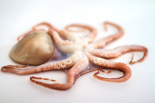 포토 JPG 해외이미지 동물 음식 바다 백그라운드 패턴 재료 부분 자연 낚시 생물 잉크 나선형 건강 육류 어류 요리 사람없음 가로 빨간색 물 보라색 흰색 신선 맛 해산물 오브젝트 오징어 날것 냄새 문어 촉수 내추럴 고립 해외202004 해외포토 자연요소 컬러 컨셉 무늬 식재료 레저 연체동물 수중동물 생태계 파일형식 이미지허브