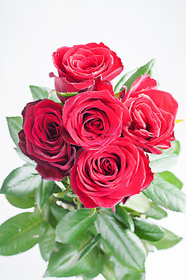 포토 JPG 해외이미지 식물 기념일 꽃잎 꽃 꽃다발 잎 꽃무늬 자연 발렌타인데이 선물 사랑 사람없음 빨간색 초록색 컬러풀 장미 활발 벚꽃 축하 신선 다발 해외202004 해외포토 감정 컬러 컨셉 무늬 데이이벤트 이벤트 생태계 파일형식 이미지허브