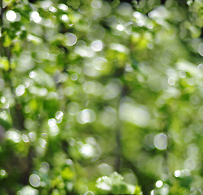 포토 JPG 해외이미지 식물 디자인 계절 공원 백그라운드 잎 벽지 아침 추상 경사 사람없음 야외 아웃포커스 초록색 빛 컬러풀 태양 정원 맑음 봄 새벽 활발 안개 신선 소프트포커스 질감 보케 부드러움 내추럴 블러 생태학 효과 해외202004 해외포토 주간 자연요소 공공시설 교육 컬러 컨셉 무늬 날씨 촬영기법 감각 파일형식 이미지허브