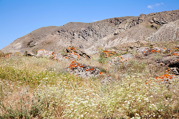 포토 JPG 해외이미지 꽃 하늘 표면 산 건조 풍경 사람없음 여름 파란색 침묵 언덕 스텝 수평선 해외202004 해외포토 식물 계절 컬러 소리 파일형식 이미지허브