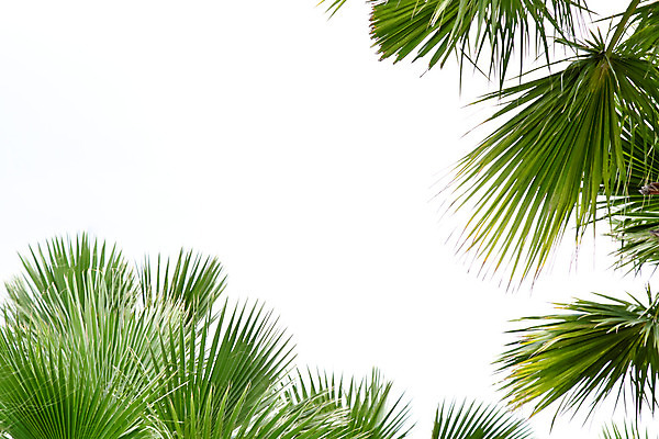 포토 JPG 해외이미지 나무 식물 디자인 꽃 백그라운드 잎 곡선 자연 손바닥 사람없음 야외 목재 초록색 컬러풀 성장 흰색 나뭇가지 숲 허브 오브젝트 코코넛 내추럴 고립 해외202004 해외포토 손 선 컬러 과일 재료 생태계 파일형식 이미지허브