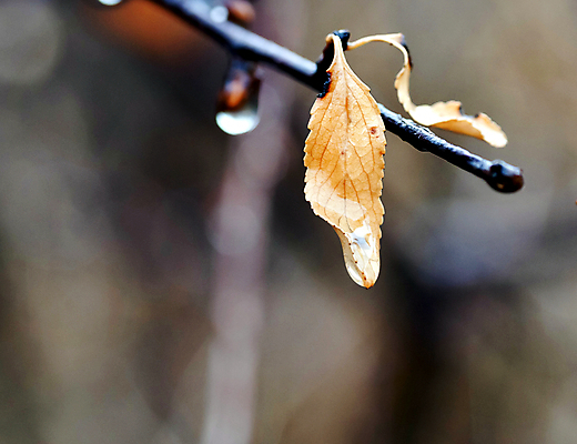 포토 JPG 해외이미지 나무 식물 1 계절 공원 백그라운드 잎 자연 날씨 풍경 사람없음 야외 물 빛 갈색 노란색 젖음 슬픔 가을 물방울 나뭇가지 투명 액체 떨어짐 저녁 빗방울 묘사 내추럴 해외202004 해외포토 자연요소 공공시설 감정 컬러 컨셉 비_날씨 야간 생태계 파일형식 이미지허브
