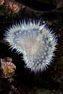 포토 JPG 해외이미지 식물 바다 섬 사람없음 물 바닷속 수중 흰색 닫기 다이빙 캘리포니아 태평양 암초 가리비 아네모네 채널 해외202004 해외포토 자연요소 꽃 컬러 모션 조개 수영 미국 수중스포츠 파일형식 이미지허브