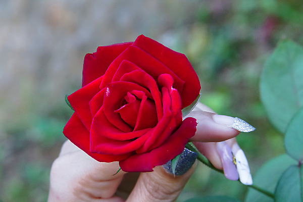 포토 JPG 해외이미지 식물 꽃 꽃다발 백그라운드 꽃무늬 밭 자연 발렌타인데이 사랑 사람없음 장식 빨간색 초록색 여름 장미 정원 봄 벚꽃 신선 소프트포커스 원예 보케 내추럴 블러 해외202004 해외포토 계절 감정 컬러 무늬 농업 데이이벤트 촬영기법 취미 생태계 파일형식 이미지허브