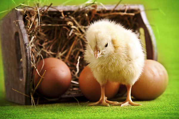 포토 JPG 해외이미지 동물 컨셉 자연 탁자 휴가 털 사람없음 초록색 반려동물 컬러풀 치킨 봄 활발 토끼 그리기 달콤 모피 자르기 데이지 부활절계란 귀 부드러움 해외202004 해외포토 계절 꽃 컬러 가구 포유류 모션 부활절 신체부위 계란 감각 맛 생태계 닭고기요리 파일형식 이미지허브