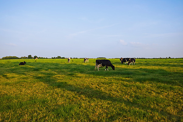 포토 JPG 해외이미지 동물 구름 야생동물 밭 농업 포유류 자연 하늘 뿔 풍경 잔디 사람없음 야외 초록색 파란색 농경지 갈색 가축 침묵 흰색 시골 소 군중 주식 황소 황소자리 송아지고기 해외202004 해외포토 자연요소 식물 산업 컬러 육류 사람 금융 농장 소리 별자리 생태계 파일형식 이미지허브