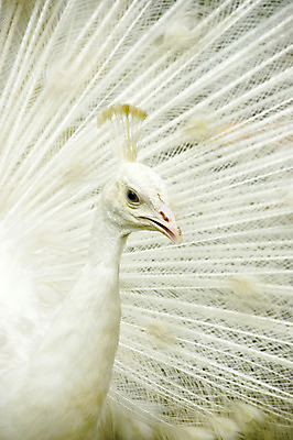 포토 JPG 해외이미지 동물 1 공원 남자 야생동물 패턴 날개 자연 조류 동물원 사람없음 야외 머리 줄무늬 활발 코트 흰색 가운 우아함 공작 깃털 질감 꼬리 부리 쇼 짝짓기 웅장함 이국적 특별함 해외202004 해외포토 옷 공공시설 컬러 컨셉 무늬 사람 신체부위 외투 생태계 파일형식 이미지허브