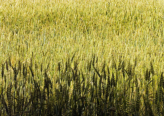 포토 JPG 해외이미지 나무 구름 계절 전통문화 밭 농업 하늘 그림자 옥수수 풍경 사람없음 초록색 여름 파란색 빛 농장 봄 줄무늬 가을 농촌 구멍 연결 작음 땅 심플 조경 일렬 시에나 평야 호밀 수평선 해외202004 해외포토 자연요소 식물 전통 산업 문화 컬러 무늬 자연 곡류 시골 크기 파일형식 이미지허브