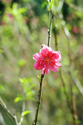 포토 JPG 해외이미지 꽃 사람없음 벚꽃 복숭아 자두 해외202004 해외포토 식물 과일 파일형식 이미지허브