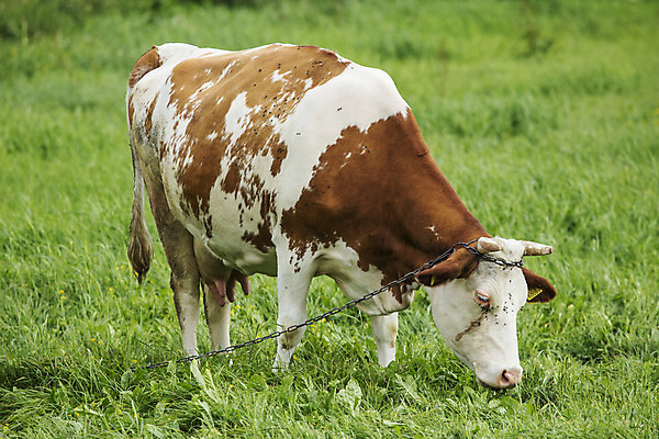 포토 JPG 해외이미지 동물 꽃 밭 농업 사람없음 초록색 농장 봄 농촌 소 해외202004 해외포토 식물 계절 산업 컬러 포유류 시골 파일형식 이미지허브