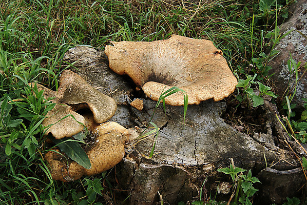 포토 JPG 해외이미지 자연 그림자 이끼 사람없음 목재 초록색 버섯 침묵 신선 제비 내추럴 곰팡이 옛날 채식주의자 해외202004 해외포토 나무 컬러 재료 조류 소리 생태계 채식 파일형식 이미지허브