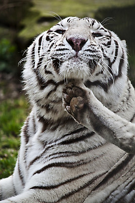 포토 JPG 해외이미지 동물 응시 얼굴 야생동물 조각 포유류 자연 생물 수염 털 동물원 사람없음 머리 검은색 고양이 줄무늬 흰색 호랑이 숲 위험 큼 모피 인도인 배고픔 사냥 육식동물 멸종 표범 섬광 이국적 해외202004 해외포토 외국인 시선 컬러 컨셉 무늬 동양인 신체부위 반려동물 크기 생태계 파일형식 이미지허브