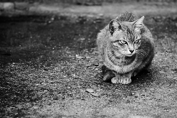 포토 JPG 해외이미지 동물 지구 발 자연 사람없음 검은색 고양이 회색 흰색 못 해외202004 해외포토 컬러 포유류 신체부위 반려동물 공구 생태계 파일형식 이미지허브