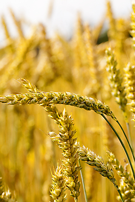 포토 JPG 해외이미지 주간 농업 사람없음 야외 농작물 농사 밀 보리 보리밭 밀밭 해외202004 해외포토 자연요소 산업 밭 곡류 파일형식 이미지허브