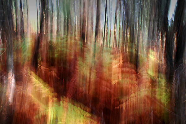 포토 JPG 해외이미지 나무 계절 공원 지구 여행 컨셉 잎 자연 아침 풍경 사람없음 야외 빨간색 빛 컬러풀 햇빛 평화 환경 침묵 고요 안개 가을 나뭇가지 시골 고독 숲 신비 포르투갈 심플 장면 10월 내추럴 뿌연 몽환 해외202004 해외포토 주간 식물 공공시설 감정 유럽 컬러 날씨 태양 소리 날짜 생태계 파일형식 이미지허브