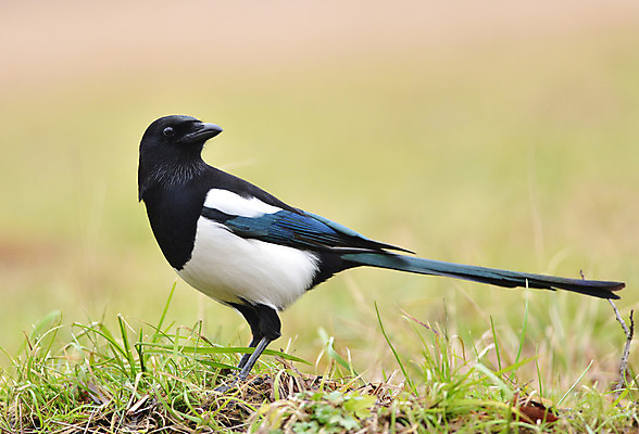 포토 JPG 해외이미지 동물 공원 야생동물 자연 조류 흑백 앉기 사람없음 야외 검은색 흰색 숲 깃털 까마귀 내추럴 해외202004 해외포토 공공시설 컬러 모션 촬영기법 생태계 파일형식 이미지허브