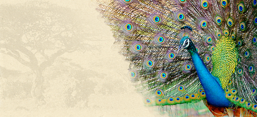 포토 JPG 해외이미지 나무 동물 템플릿 디자인 배너 포스터 종이 야생동물 여행 백그라운드 컨셉 패턴 일러스트 비즈니스 텍스트 아프리카 자연 조류 추상 휴가 프레임 미술 사람없음 장식 세트 꼬리표 우주 공백 수확 축하 신용카드 공작 인쇄 수집 사파리 레이아웃 복고 찢어짐 옛날 스타일 해외202004 해외포토 식물 나라 무늬 농업 모션 문화예술 금융 라벨 생태계 파일형식 이미지허브