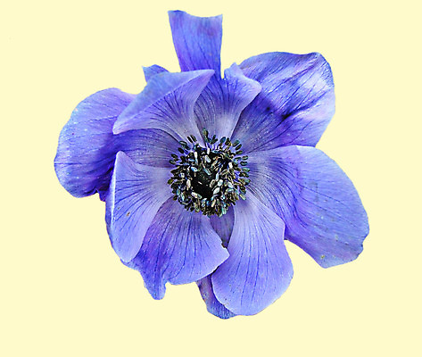 포토 JPG 해외이미지 꽃 사람없음 흰색 싱글 라일락 고립 아네모네 해외202004 해외포토 식물 컬러 파일형식 이미지허브