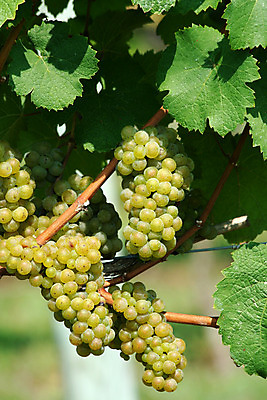 포토 JPG 해외이미지 음식 농업 과일 포도 사람없음 초록색 농작물 와인 수확 다발 유기농 포도밭 포도나무 숙성 양조장 해외202004 해외포토 웰빙 산업 컬러 밭 주류 과일나무 파일형식 이미지허브