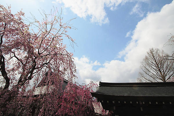 포토 JPG 해외이미지 나무 계절 꽃 아시아 분홍색 과학 잎 꽃무늬 자연 사람없음 야외 일본 맑음 봄 벚꽃 체리 유기농 내추럴 해외202004 해외포토 식물 웰빙 나라 컬러 무늬 과일 날씨 생태계 파일형식 이미지허브