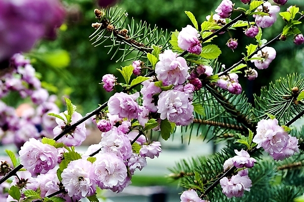 포토 JPG 해외이미지 나무 식물 계절 공원 꽃잎 꽃 아시아 문화 분홍색 백그라운드 꽃무늬 자연 친절 사람없음 일본 봄 벚꽃 흰색 나뭇가지 신선 개화 체리 묘사 부드러움 동쪽 꽃수술 해외202004 해외포토 공공시설 나라 컬러 무늬 과일 감각 방향 생태계 파일형식 이미지허브