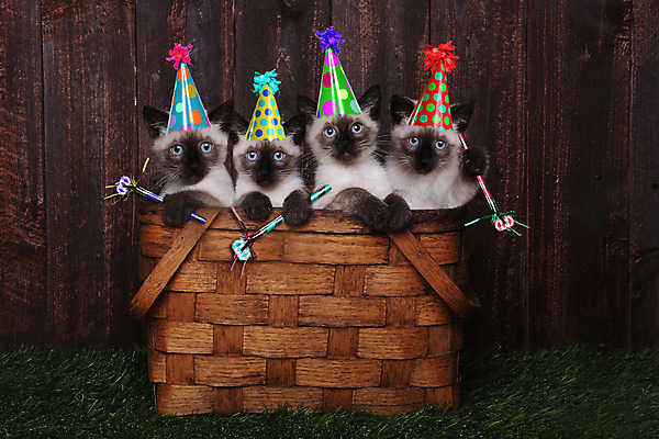 포토 JPG 해외이미지 동물 행복 장난 노래 포유류 포옹 수염 털 앉기 사람없음 반려동물 파티 고양이 흰색 생일 유머 달콤 작음 자르기 호기심 꼬리 풍선 고립 바보 유래 집게발 특별함 해외202004 해외포토 기념일 감정 음악 컬러 컨셉 안기 모션 이벤트 맛 크기 파일형식 이미지허브