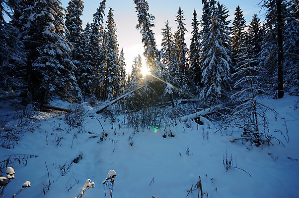 포토 JPG 해외이미지 나무 계절 공원 여행 백그라운드 크리스마스 겨울 자연 하늘 아침 날씨 새로움 풍경 사람없음 야외 목재 초록색 파란색 빛 햇빛 태양 갈색 환경 맑음 냉동 얼음 추위 흰색 나뭇가지 눈송이 황무지 숲 12월 언덕 서리 장면 1월 내추럴 폭설 눈내림 가문비나무 해외202004 해외포토 주간 자연요소 식물 공공시설 기념일 컬러 컨셉 재료 눈_날씨 날짜 자연재해 생태계 파일형식 이미지허브