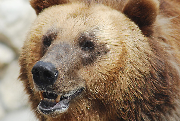 포토 JPG 해외이미지 동물 1 응시 곰 포유류 털 동물원 사람없음 갈색 힘 인사 입 큼 육식동물 안녕 집게발 총구 포식 힘찬 해외202004 해외포토 시선 컬러 컨셉 신체부위 예절 크기 파일형식 이미지허브
