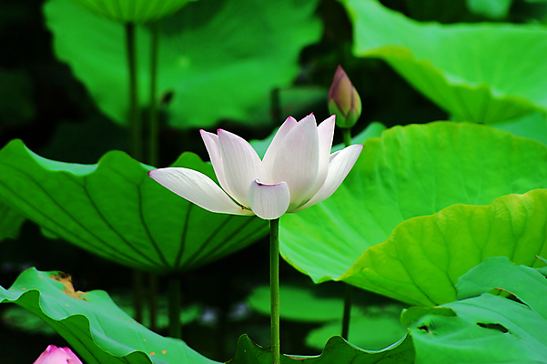 포토 JPG 해외이미지 사람없음 눈송이 감사 해외202004 해외포토 감정 눈_날씨 파일형식 이미지허브