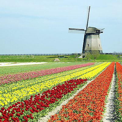 포토 JPG 해외이미지 식물 외관 계절 꽃 유럽 여행 밭 표면 사람없음 야외 컬러풀 봄 풍차 튤립 시골 세계여행 배열 네덜란드 원예 내추럴 방앗간 서유럽 줄서기 많음 해외202004 해외포토 나라 컬러 컨셉 농업 모션 취미 세계 파일형식 이미지허브